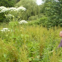 Giant Hogweed